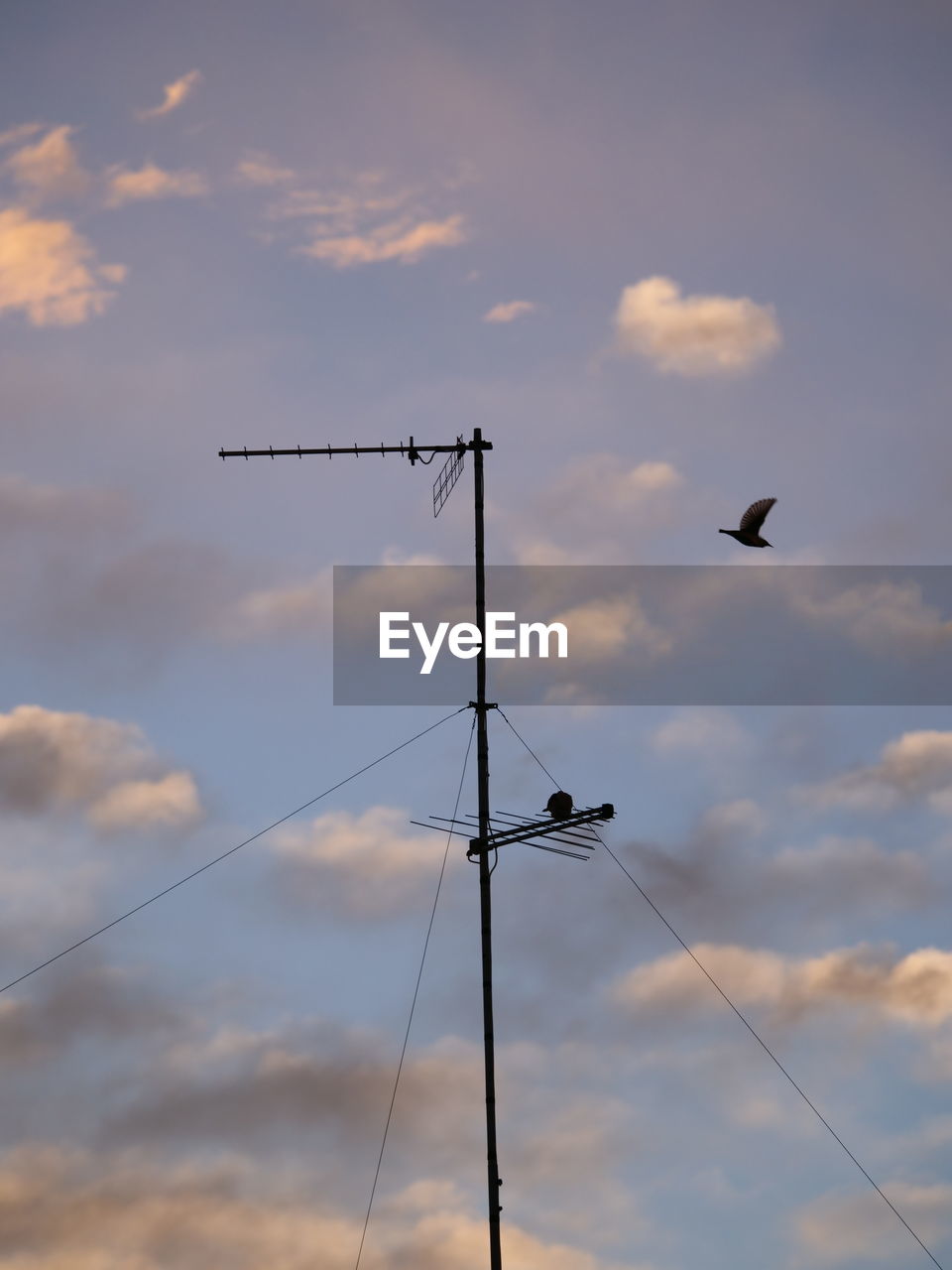 sky, cloud, low angle view, flying, nature, bird, animal, animal themes, no people, wildlife, cable, day, animal wildlife, outdoors, silhouette, technology, group of animals, airplane, air vehicle, transportation, blue, electricity