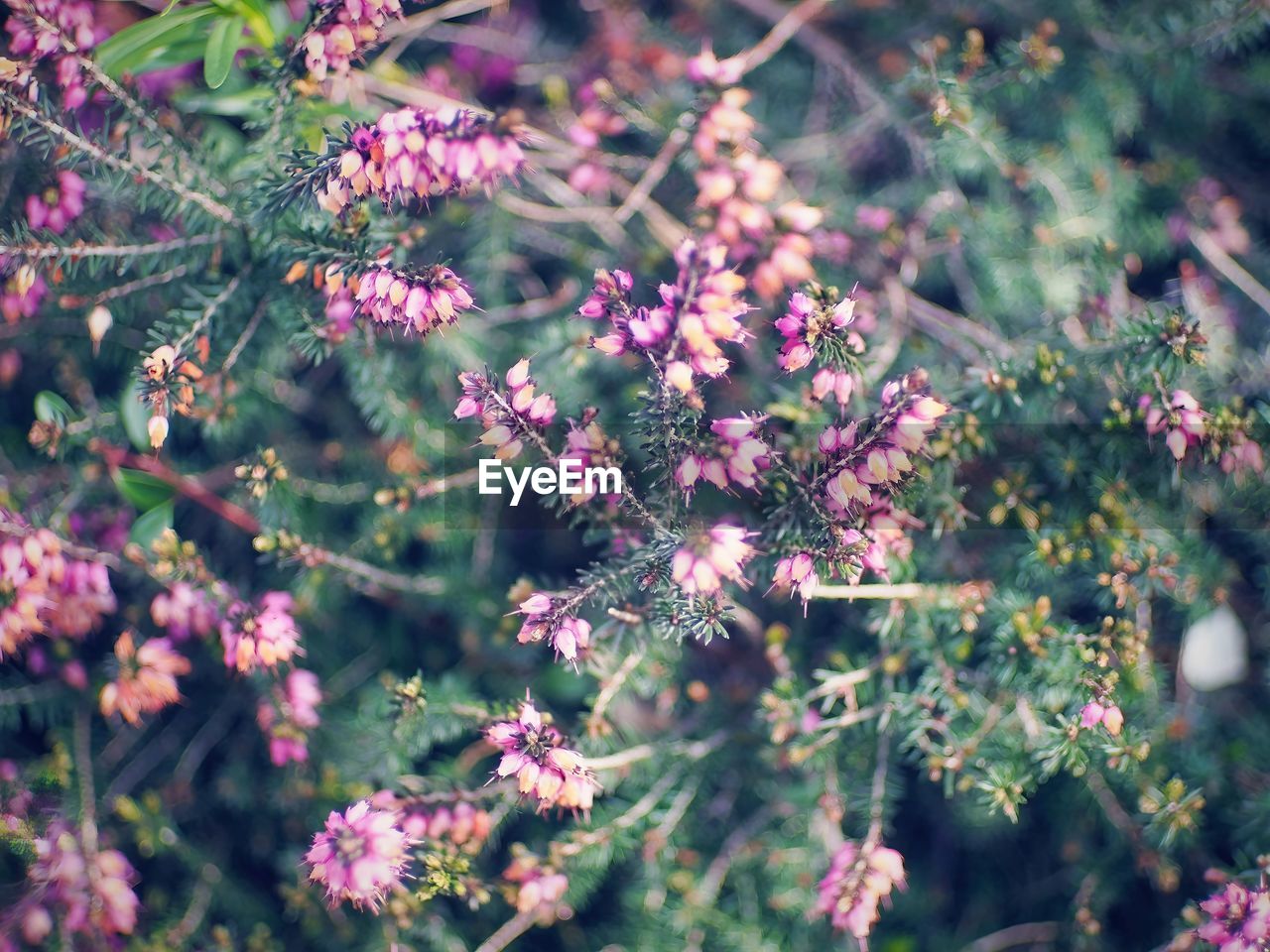 plant, flower, beauty in nature, flowering plant, nature, growth, freshness, blossom, tree, pink, no people, day, shrub, close-up, fragility, outdoors, focus on foreground, branch, selective focus, sunlight, botany, plant part, leaf, food and drink, tranquility, food, green, land, wildflower, springtime