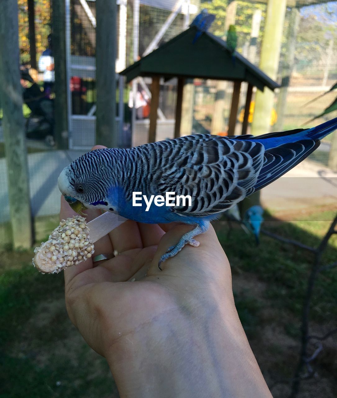 CLOSE-UP OF A HAND HOLDING BIRD WITH SPREAD