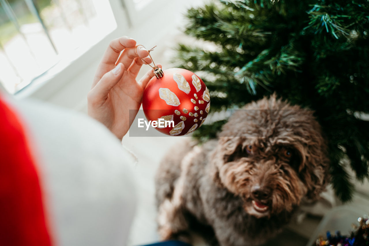 High angle view of woman holding christmas ornament
by dog and christmas tree