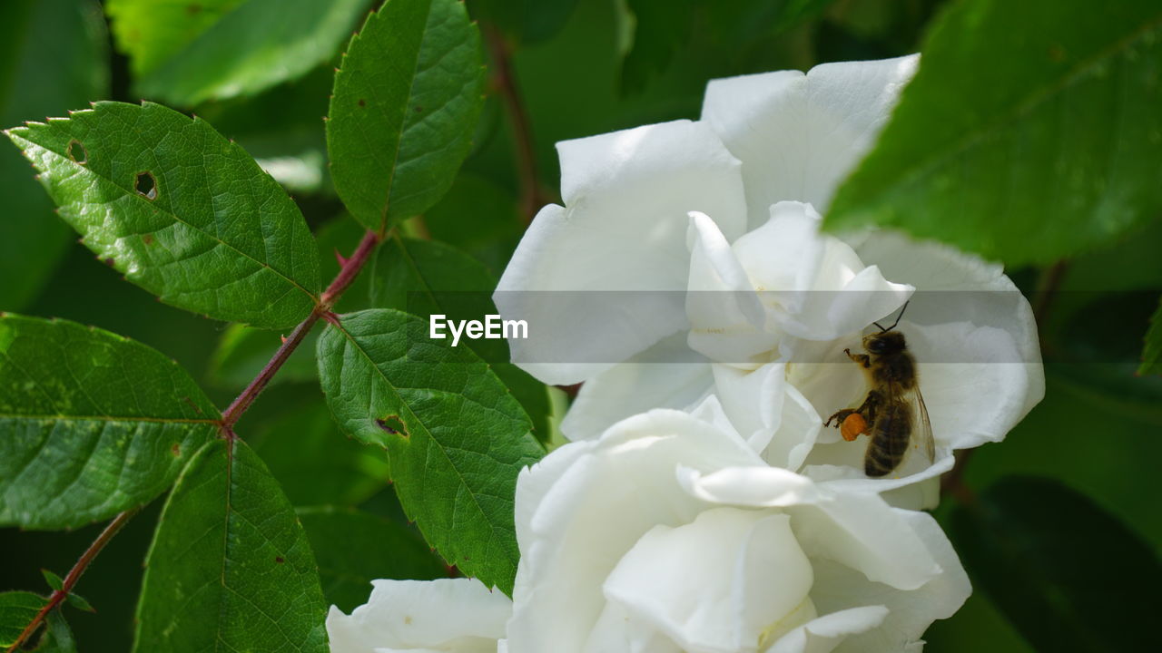 CLOSE-UP OF HONEY BEE ON WHITE FLOWERING PLANTS