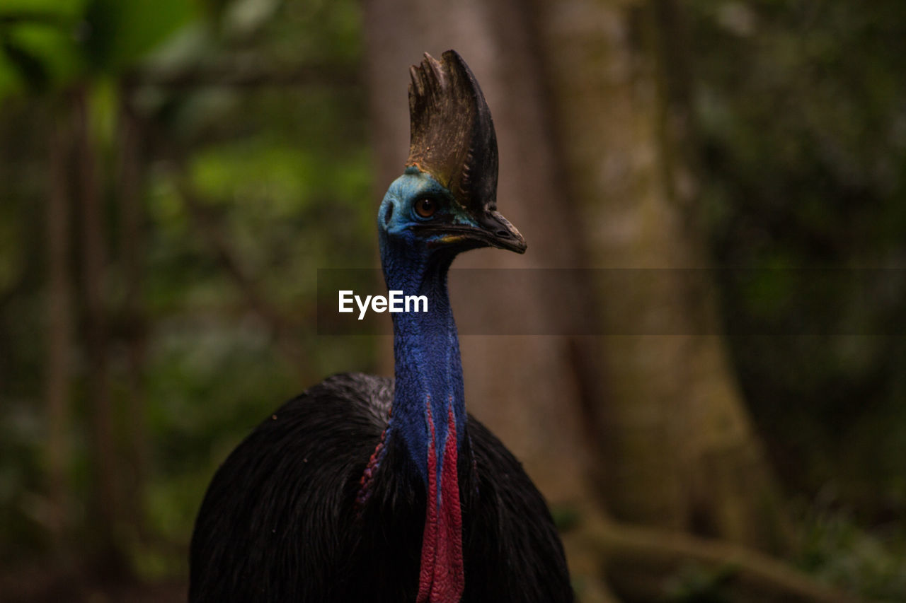 Close-up of bird in forest