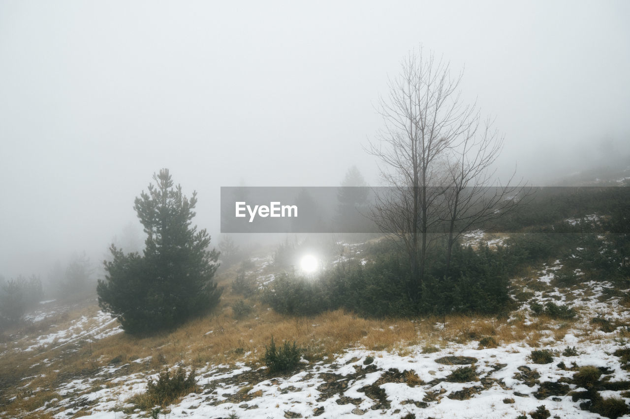 Trees on snow-covered landscape