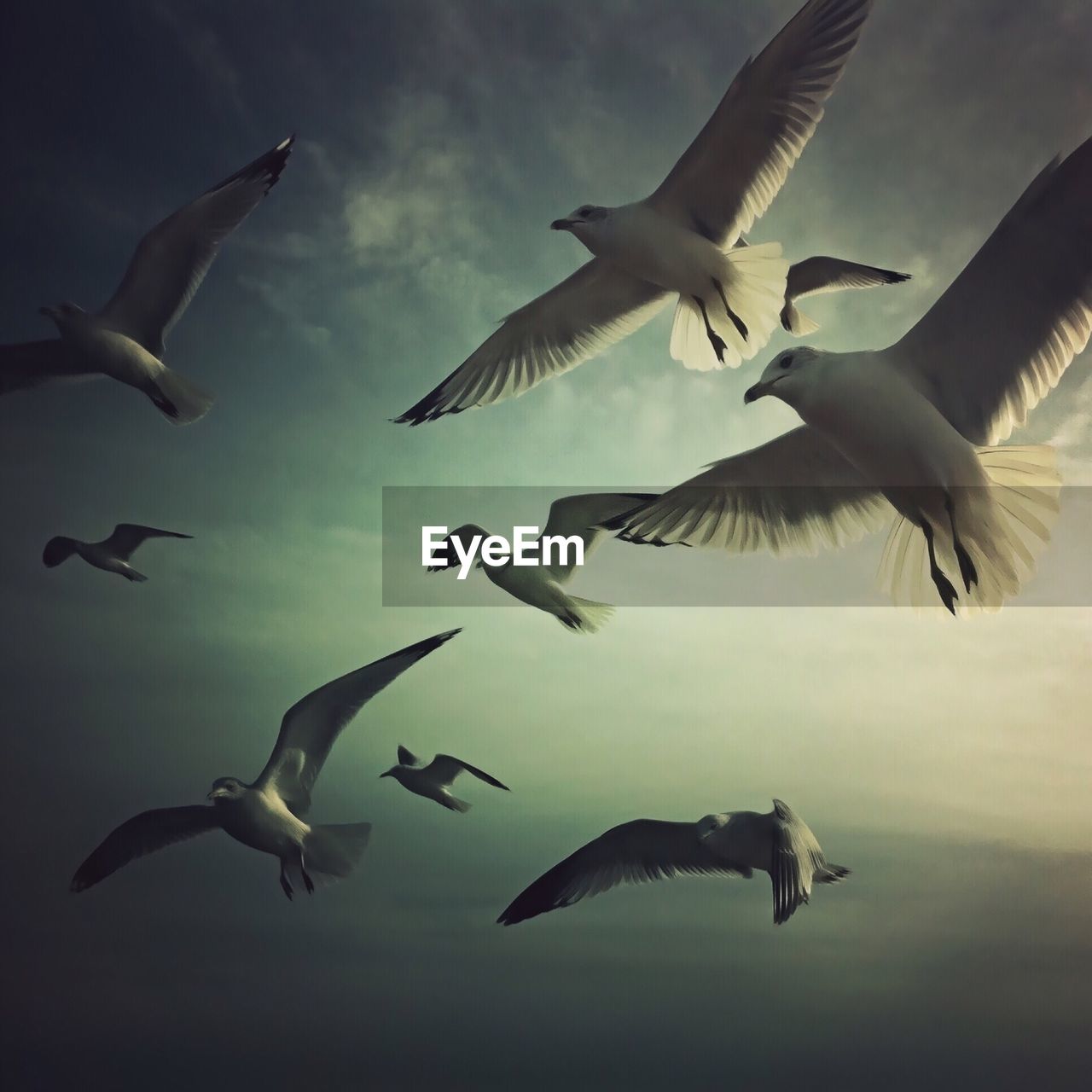 Low angle view of seagulls flying against sky