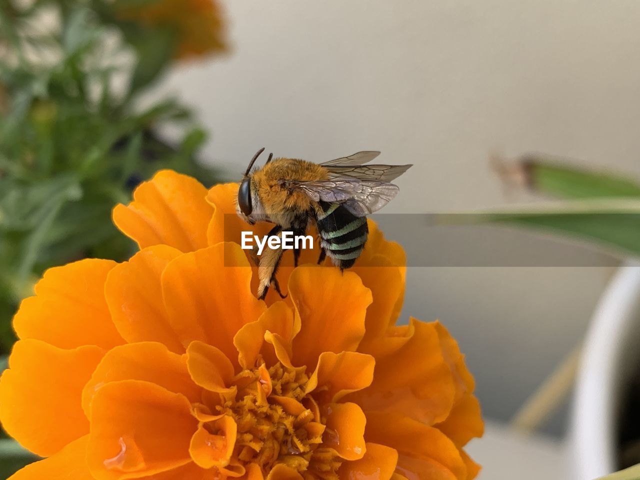 animal themes, insect, animal, flower, animal wildlife, flowering plant, beauty in nature, plant, wildlife, freshness, one animal, fragility, yellow, nature, close-up, petal, flower head, macro photography, bee, honey bee, animal wing, macro, focus on foreground, no people, magnification, eating, fly, orange color, animal body part, growth, outdoors, marigold, pollination, perching, feeding, food, animal behavior, full length, pollen