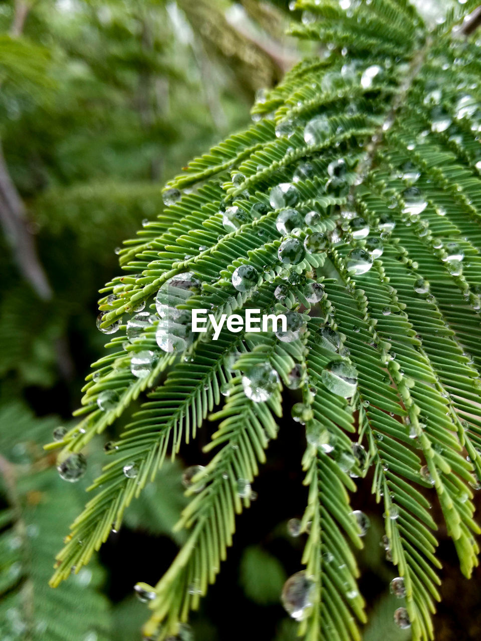 Close-up of fern leaves