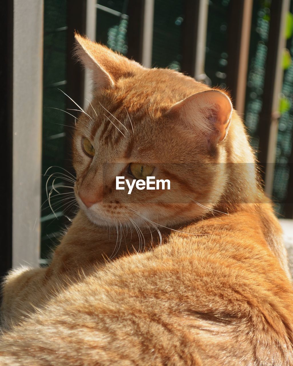 Close-up of cat by window