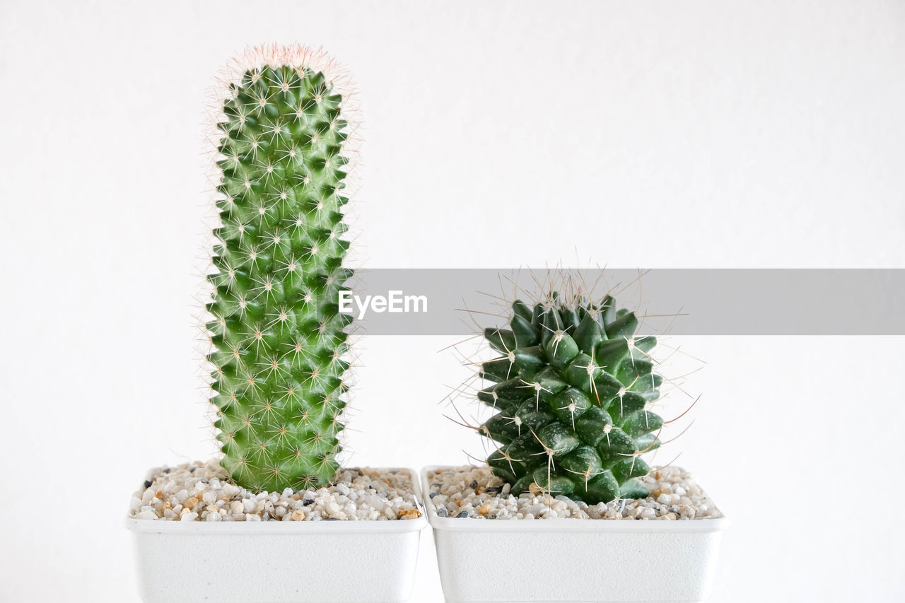 CLOSE-UP OF POTTED PLANTS ON CACTUS PLANT