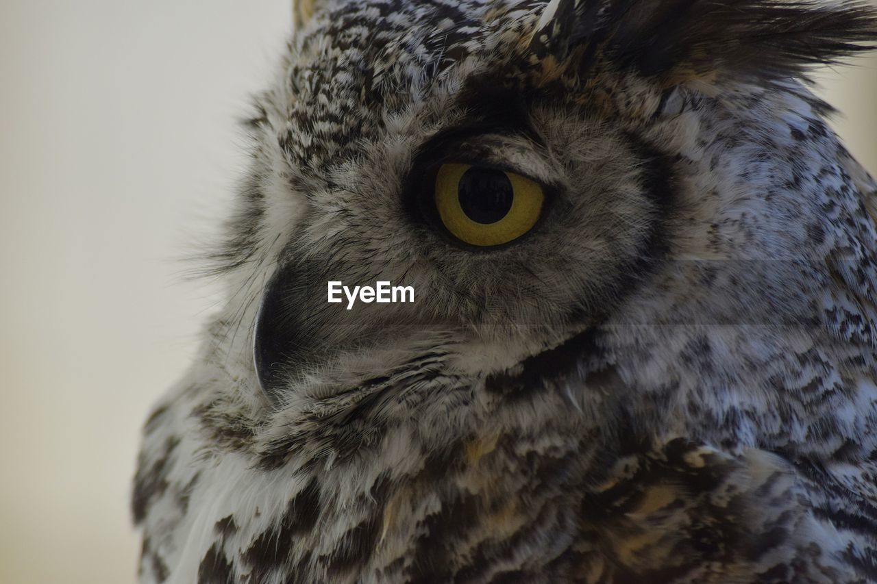 PORTRAIT OF OWL OUTDOORS