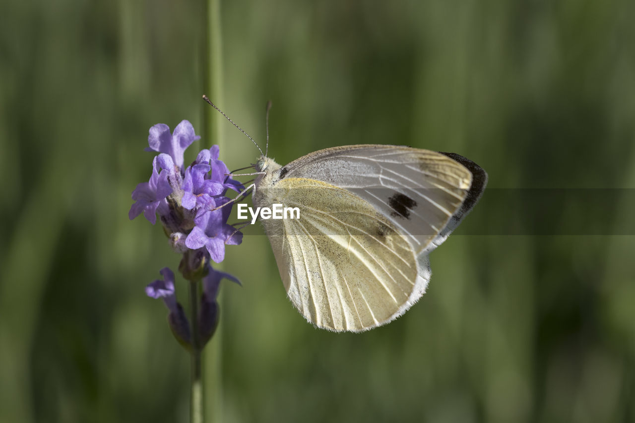 Close-up of butterfly pollinating on purple flower