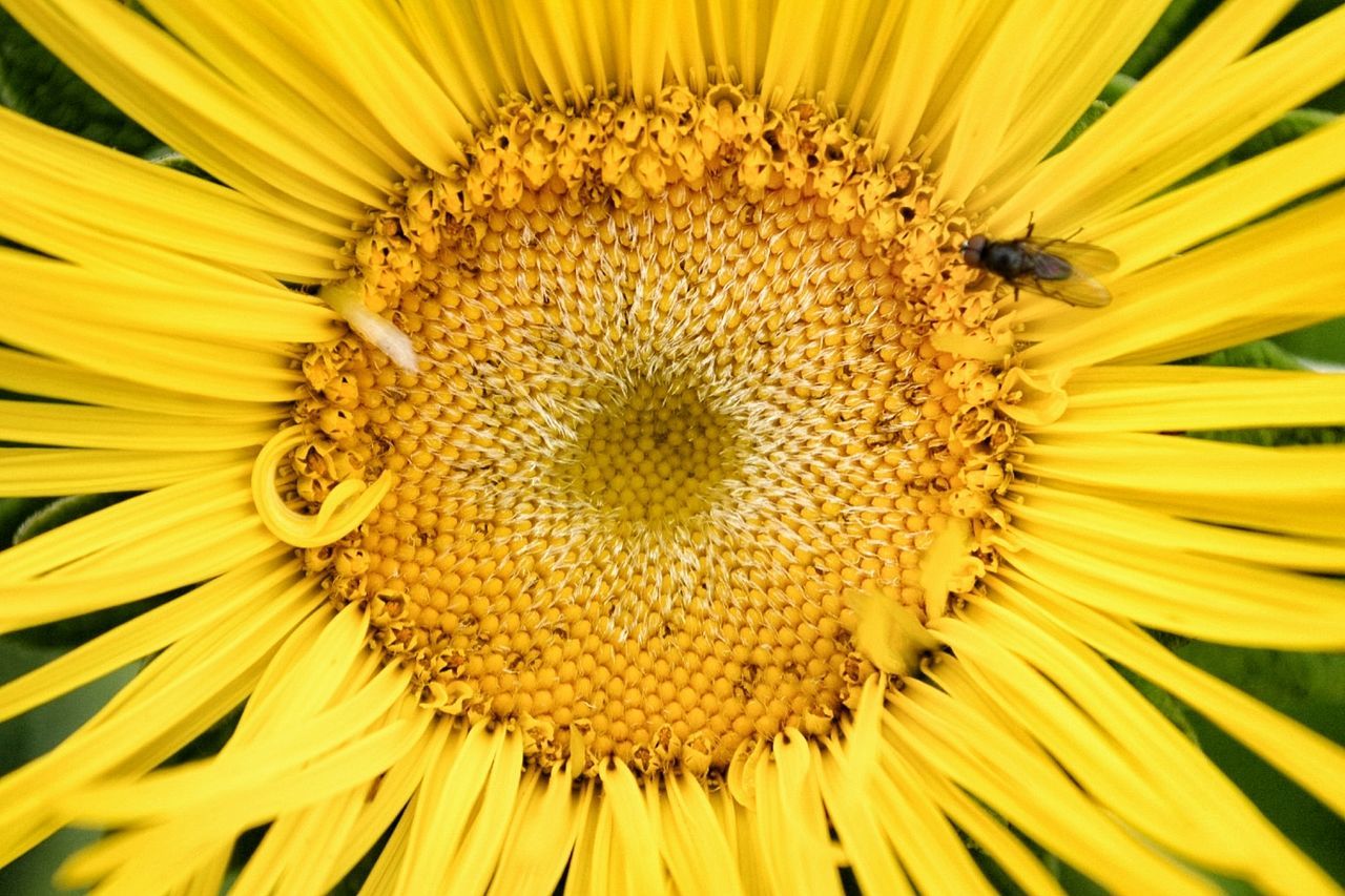 Directly above shot of fly pollinating on yellow flower