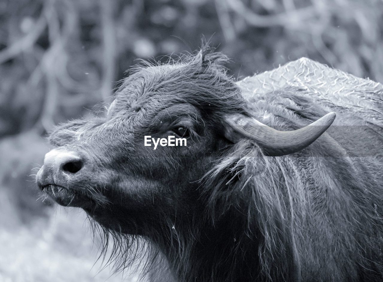 Close-up of a water buffalo