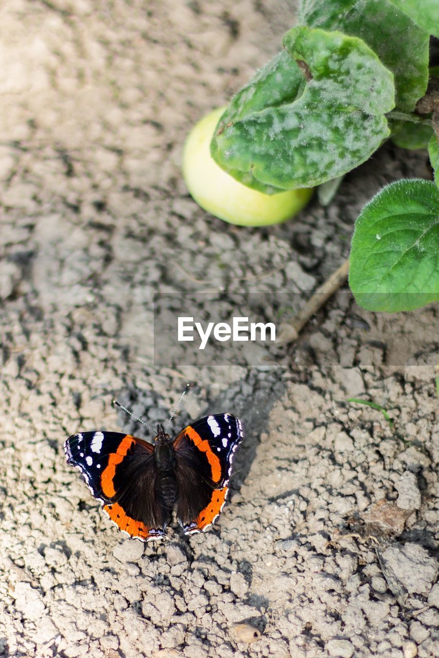 High angle view of butterfly on sand