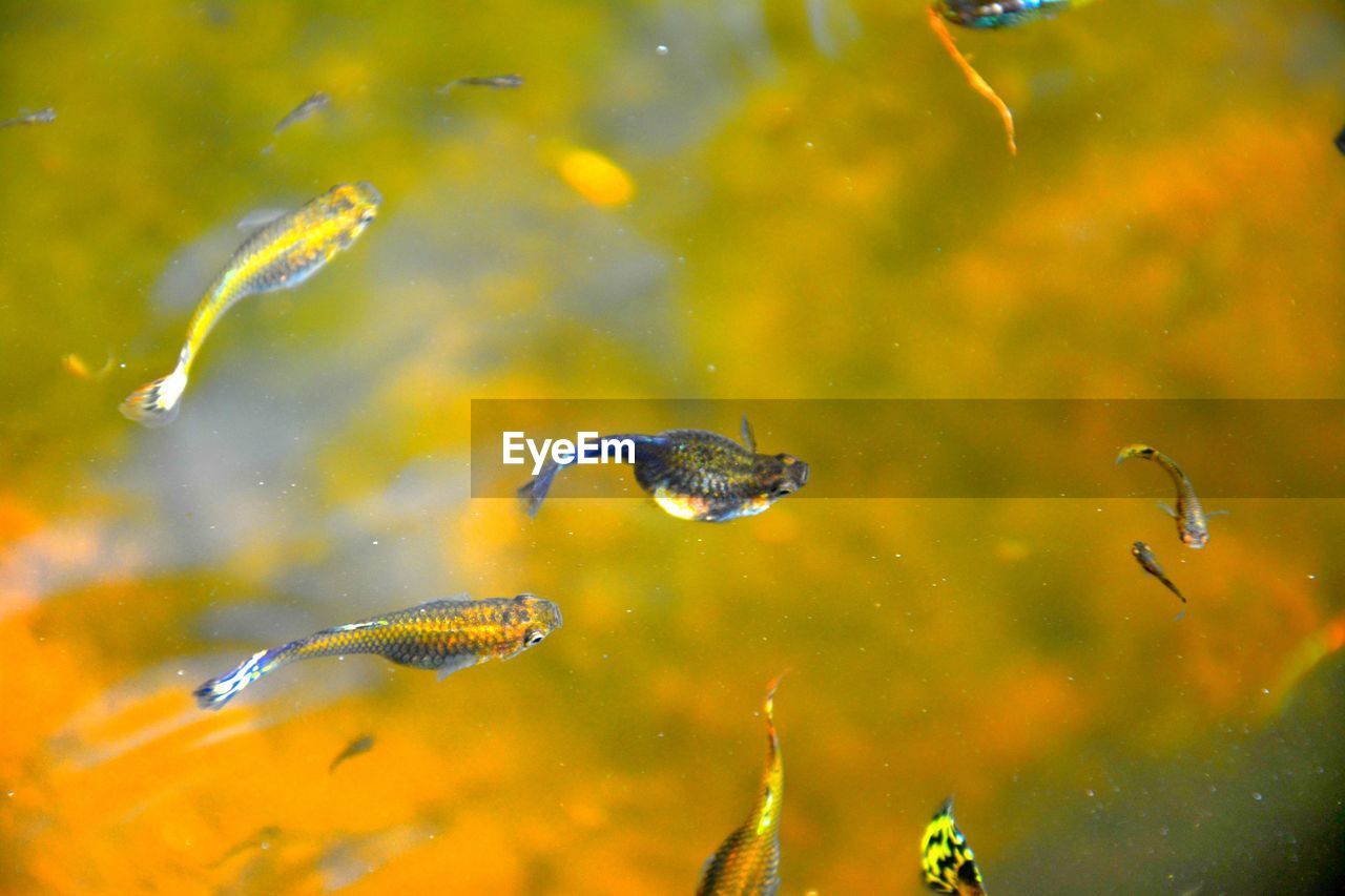 Fish swimming in sea