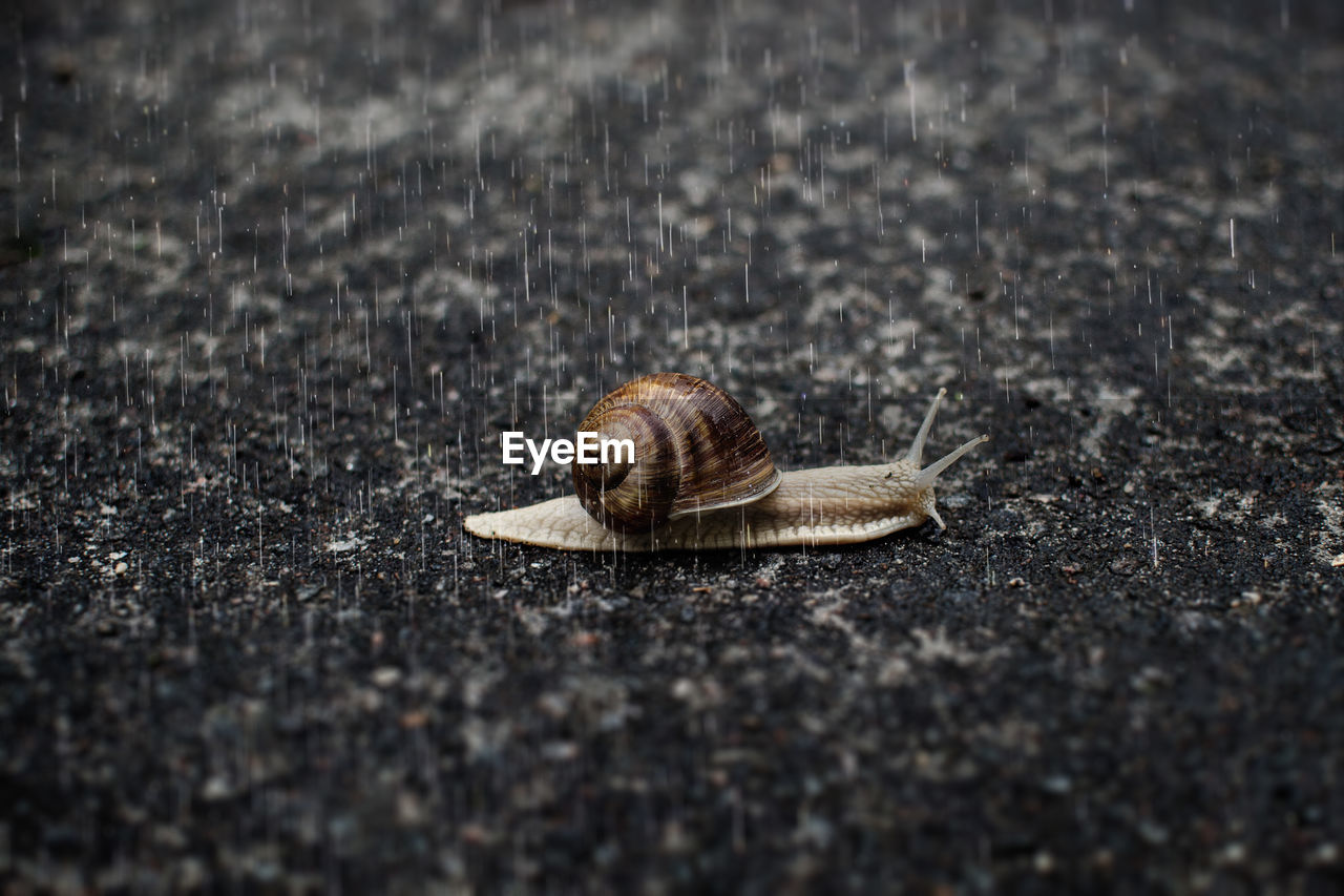 Close-up of snail on street in rain