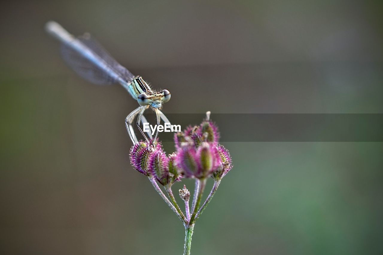 Damselfly on purple flower