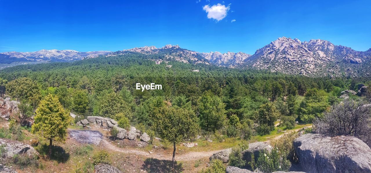 SCENIC VIEW OF TREES AGAINST SKY