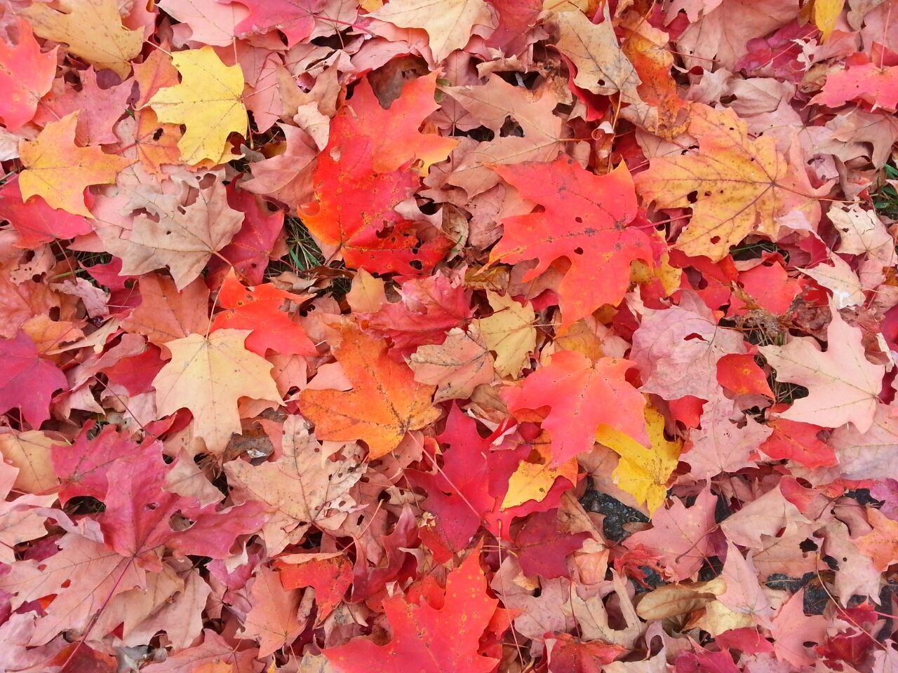 Full frame of maple leaves