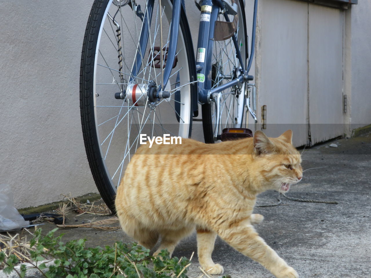 Cat walking against bicycle