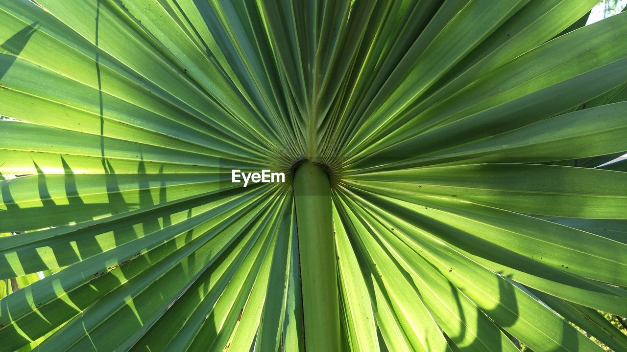 CLOSE-UP OF PALM TREE LEAVES