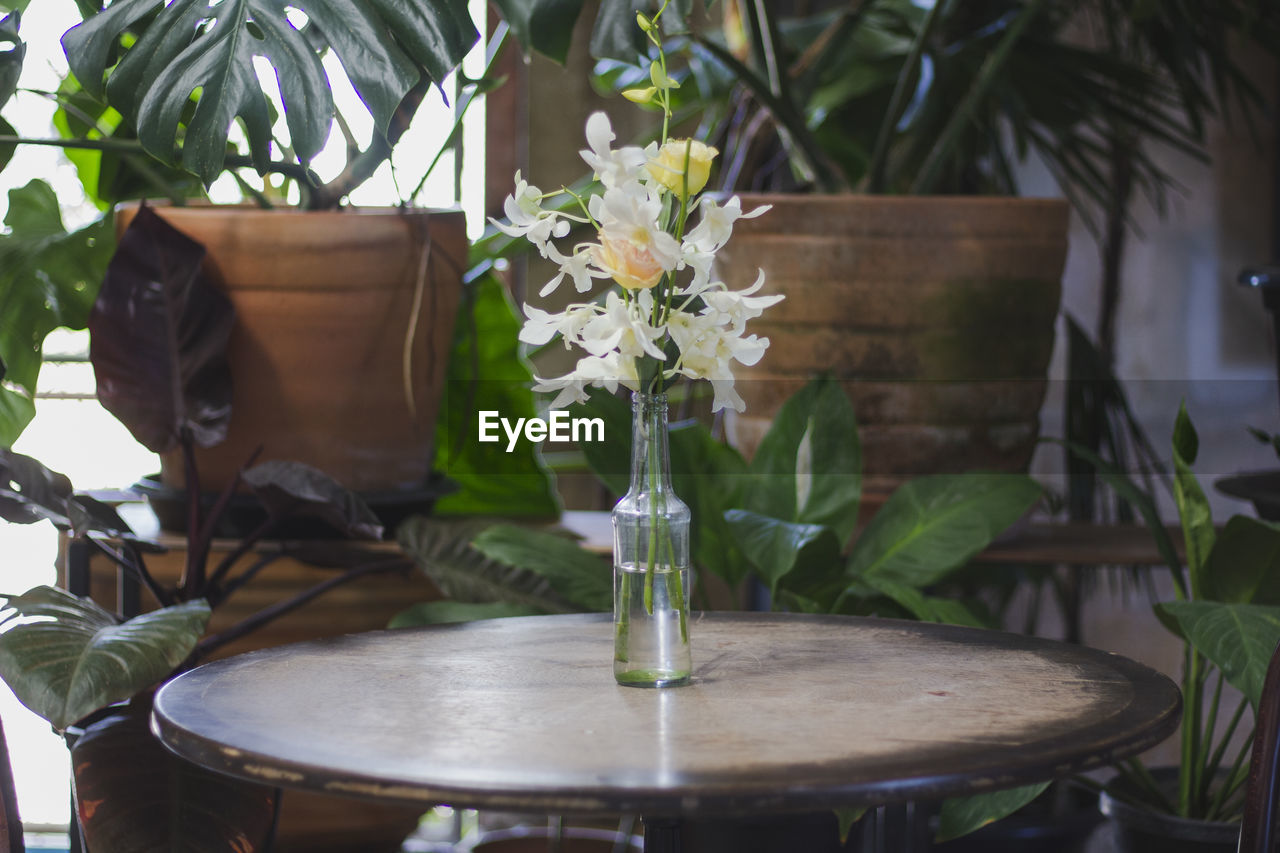 CLOSE-UP OF POTTED PLANT ON TABLE BY GLASS