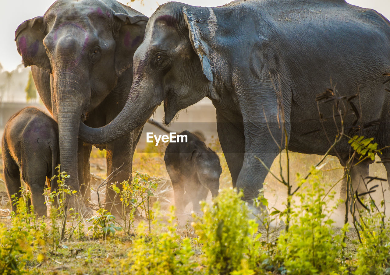 ELEPHANT IN PARK