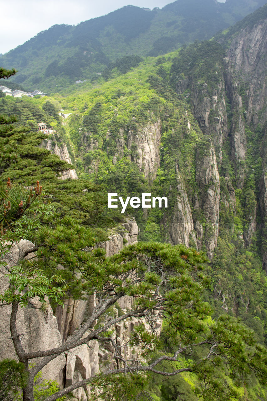 SCENIC VIEW OF TREES AND MOUNTAINS