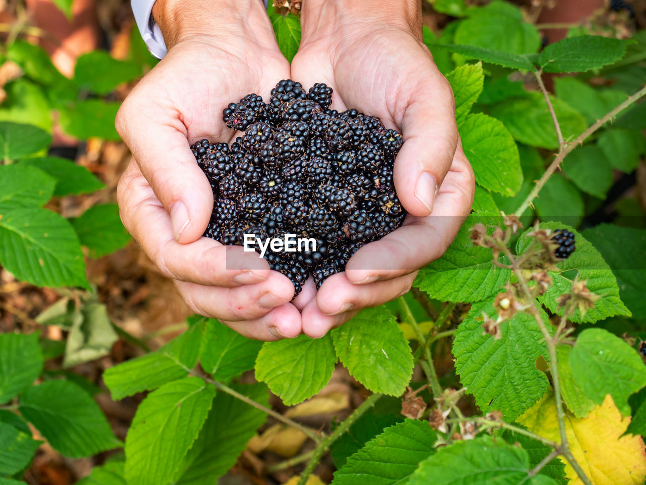 Female hands holding and offering full hands of fresh blackberries, picking berries. fresh fruits 