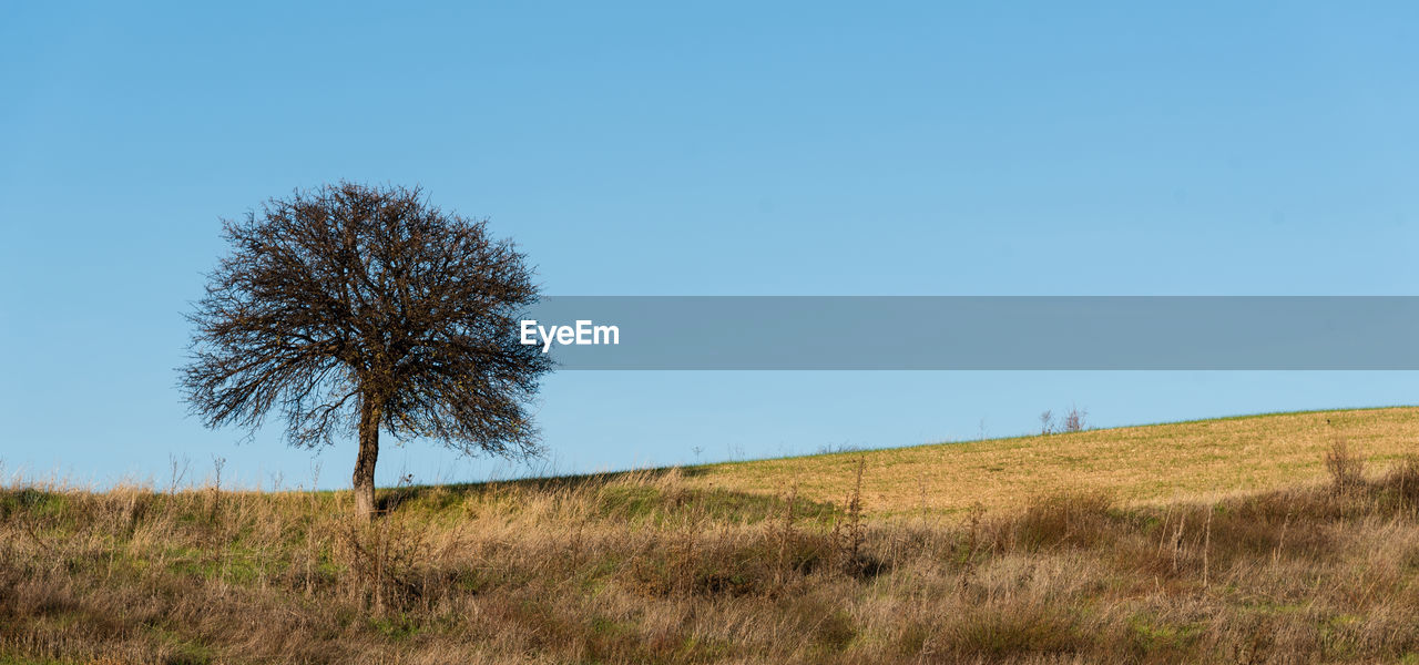 plant, sky, landscape, grass, environment, land, prairie, natural environment, nature, tree, blue, hill, field, clear sky, grassland, scenics - nature, tranquility, beauty in nature, no people, plain, horizon, tranquil scene, savanna, non-urban scene, copy space, rural area, growth, day, outdoors, steppe, rural scene, horizon over land, remote, meadow, wilderness, sunny