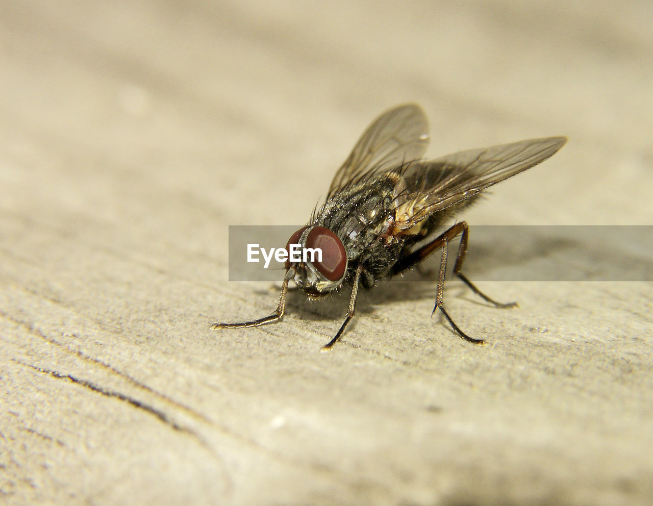 Close-up of housefly