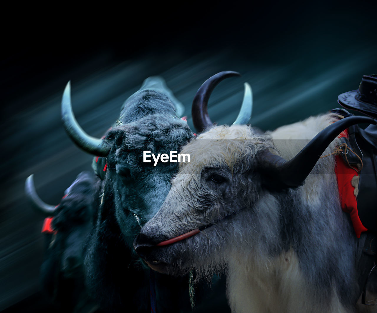 They see no color, they look at everyone equally 