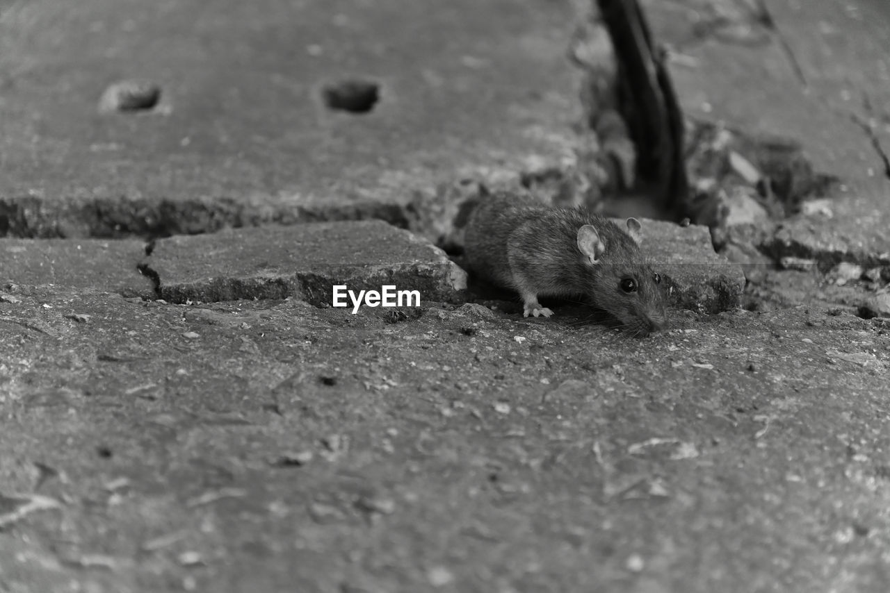 Little mouse look for the food on the pavement floor.