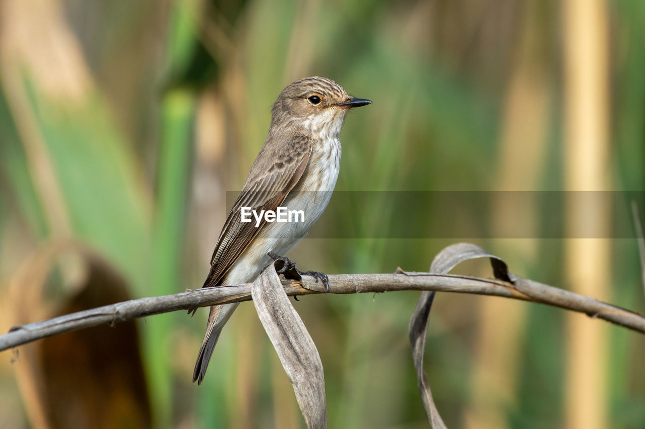 low angle view of bird perching on branch