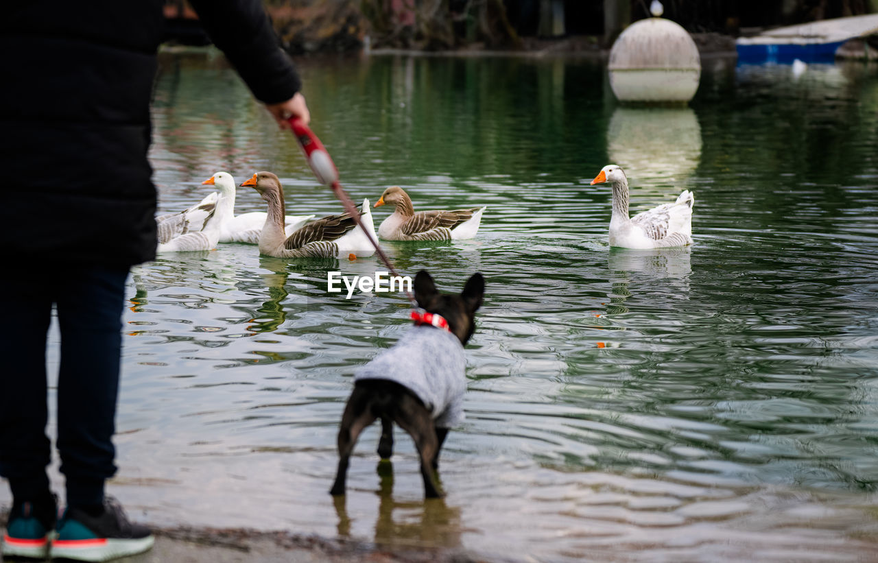 French bulldog and owner looking at geese swimming in lake