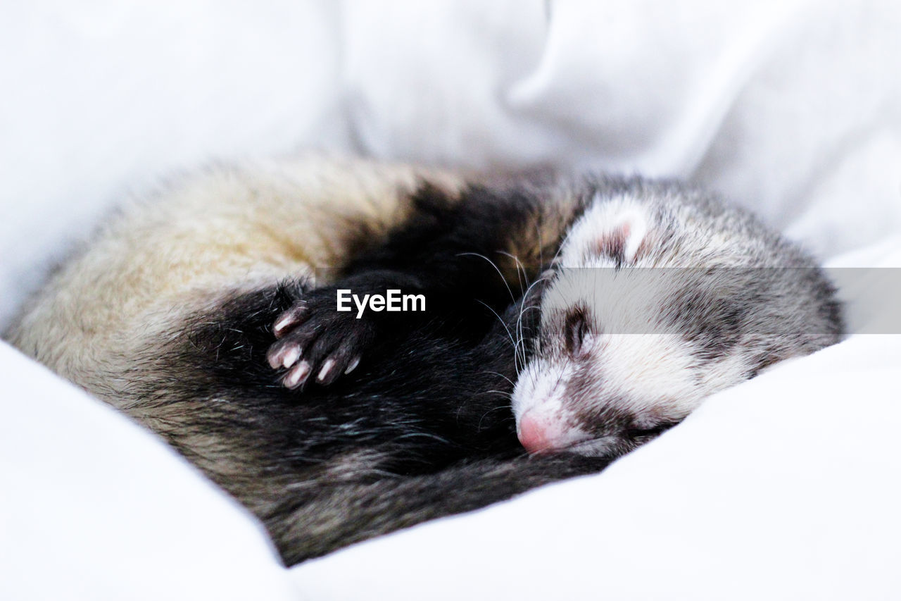 Close-up of ferret sleeping