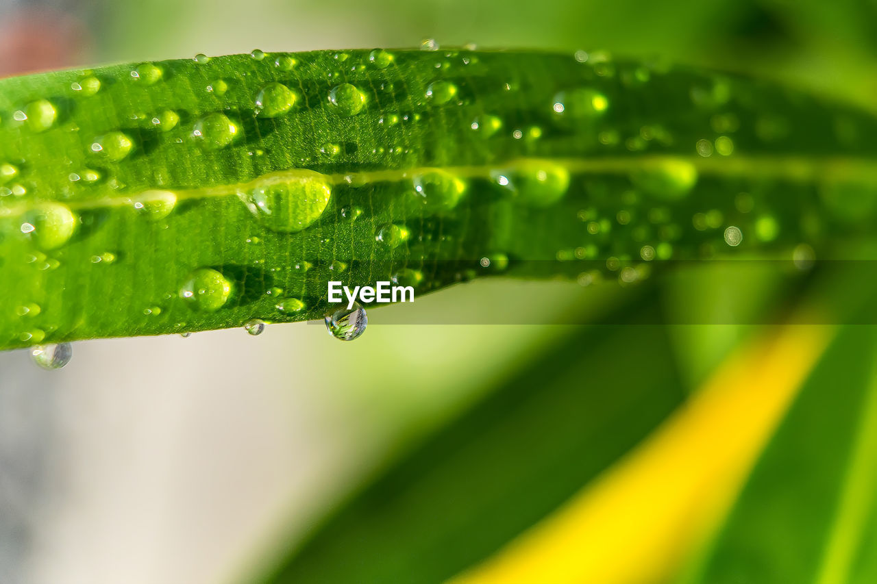 CLOSE-UP OF WATER DROPS ON LEAVES