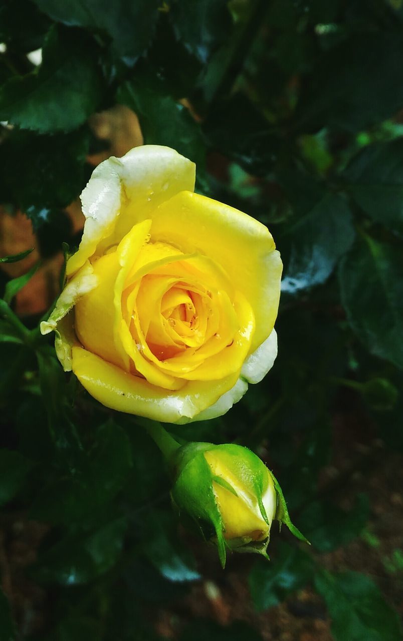 CLOSE-UP OF YELLOW ROSE BLOOMING