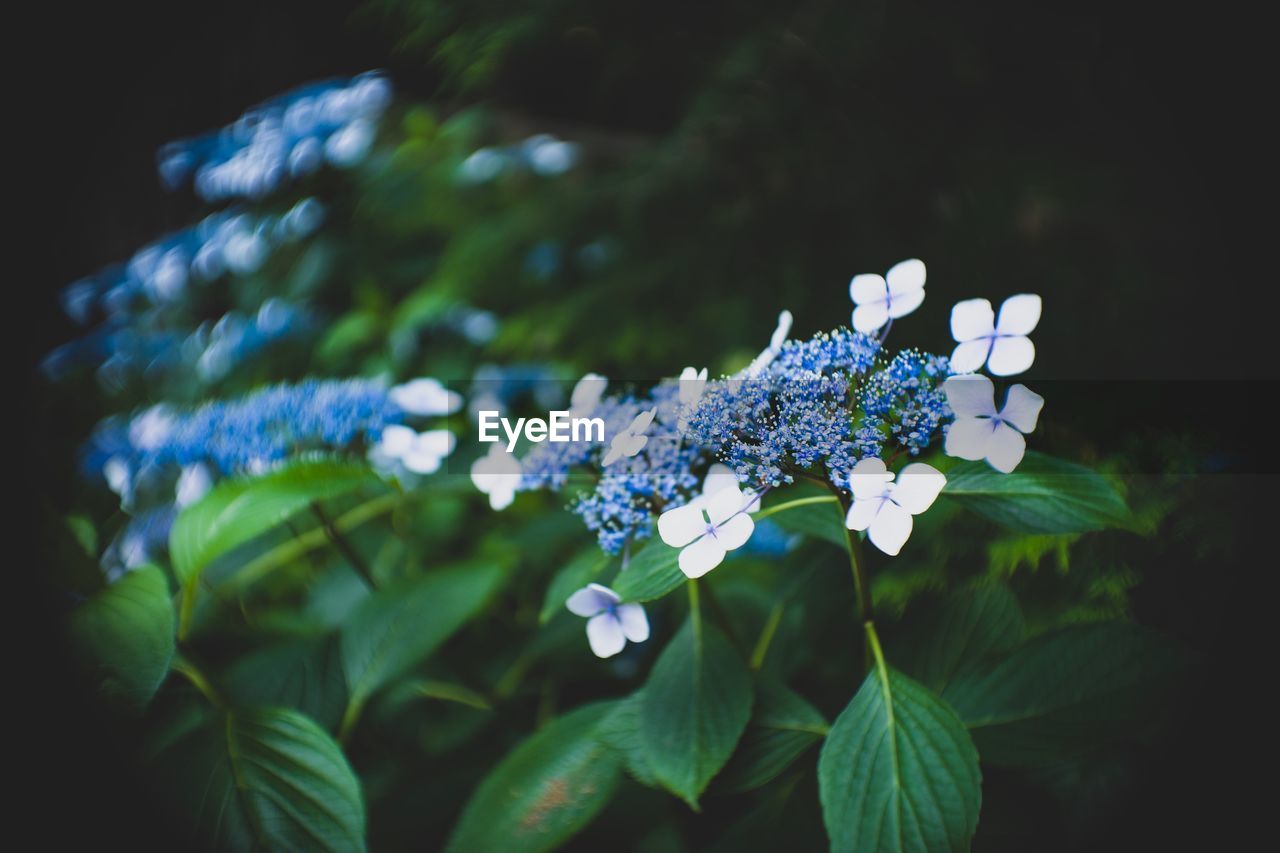 Close-up of white flowering plant