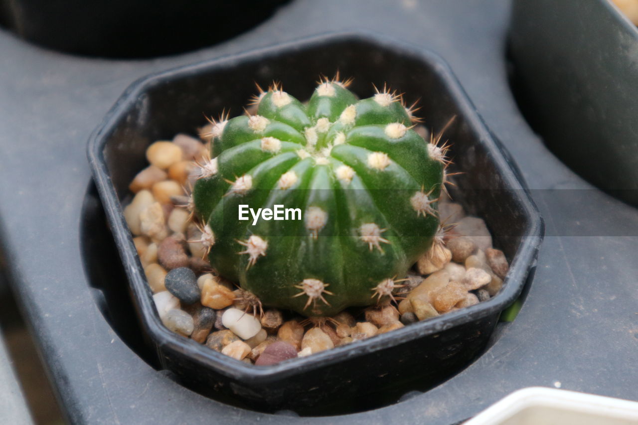 HIGH ANGLE VIEW OF SUCCULENT PLANT IN CONTAINER