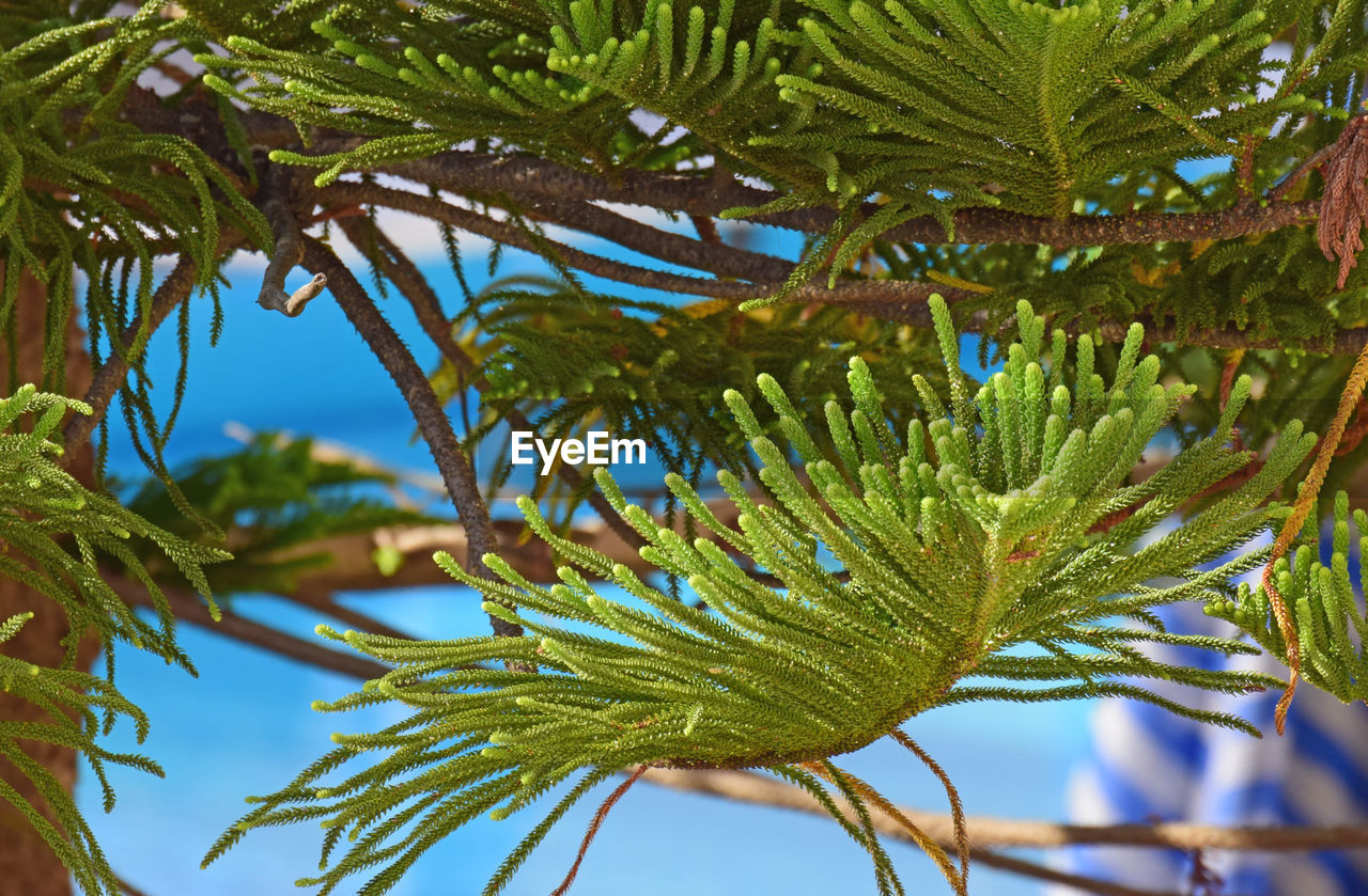 tree, plant, branch, nature, leaf, palm tree, green, growth, no people, plant part, beauty in nature, palm leaf, tropical climate, pine tree, outdoors, day, coniferous tree, pinaceae, close-up, tropics, flower, sky, low angle view, blue, tranquility, spruce