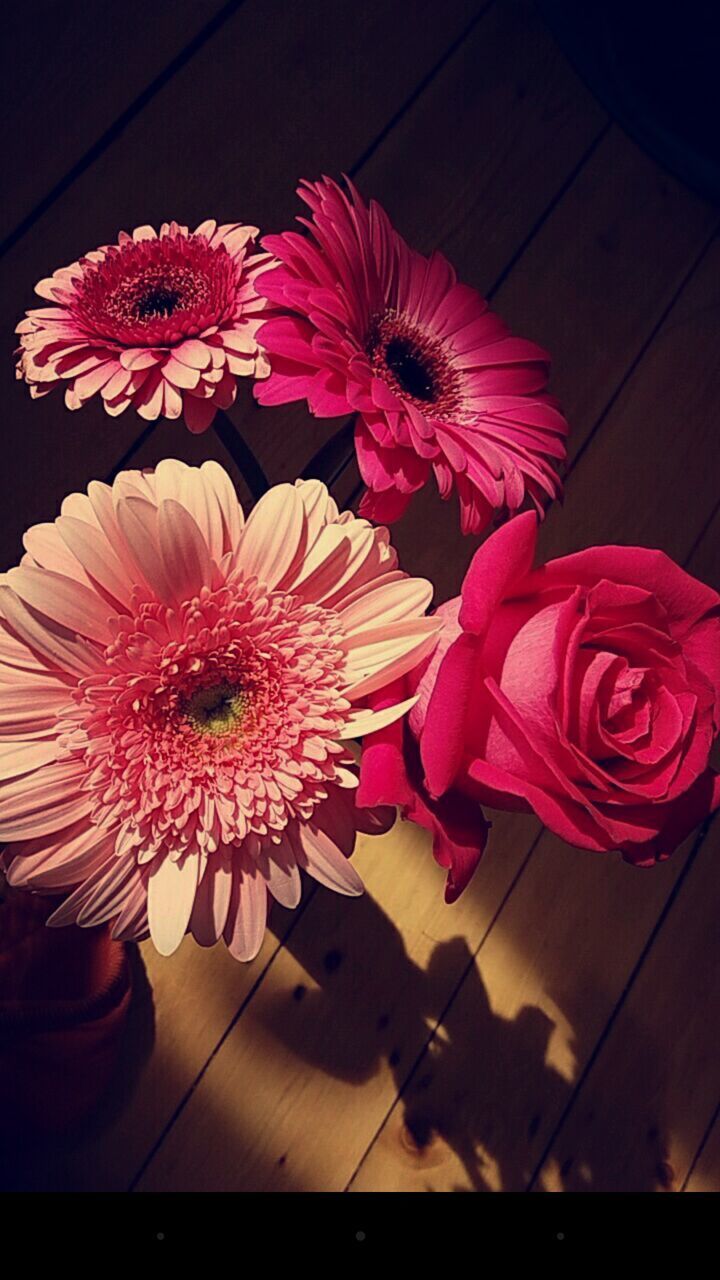 CLOSE-UP OF PINK DAHLIA BLOOMING IN INDOORS