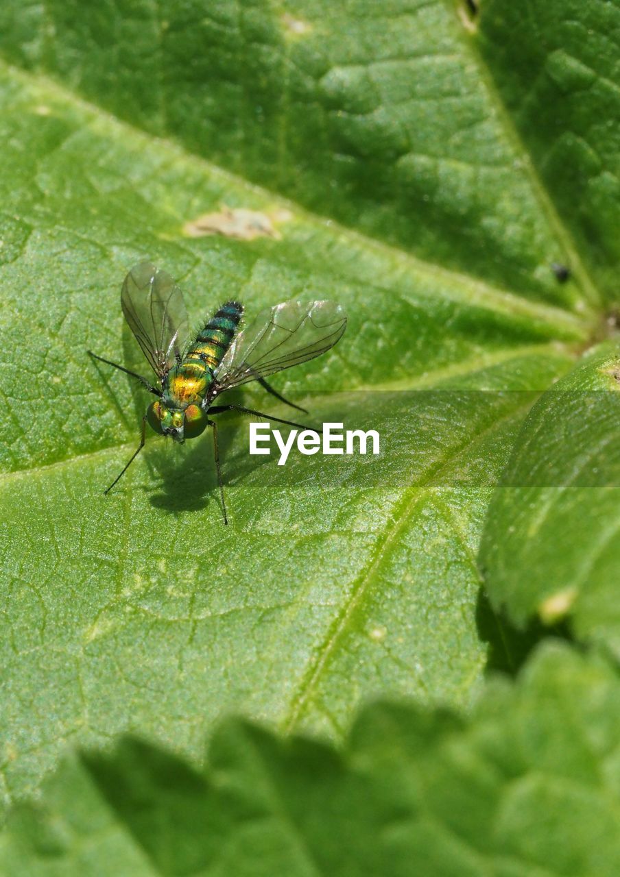 Close-up of insect on leaf