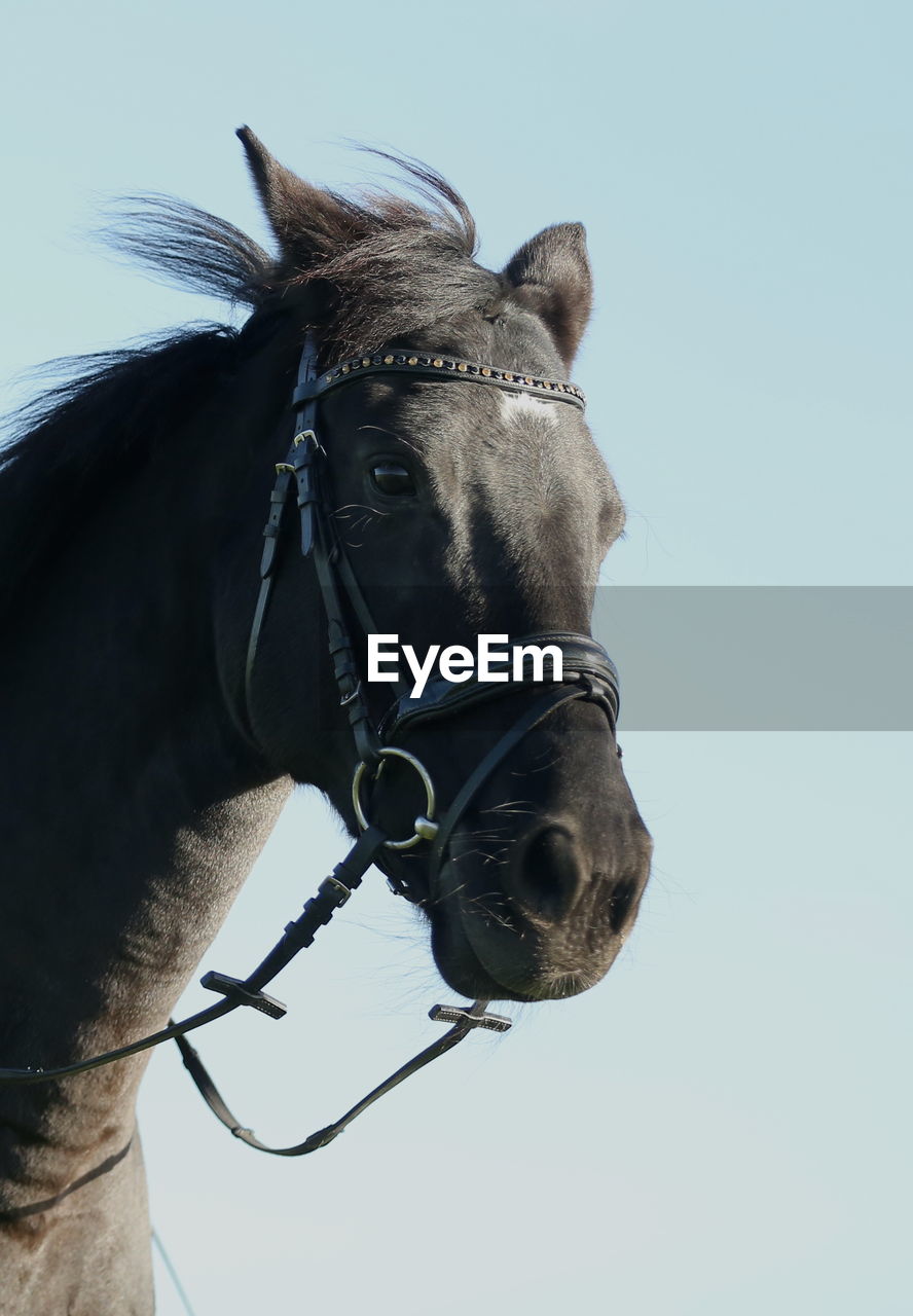 Horse standing against clear sky