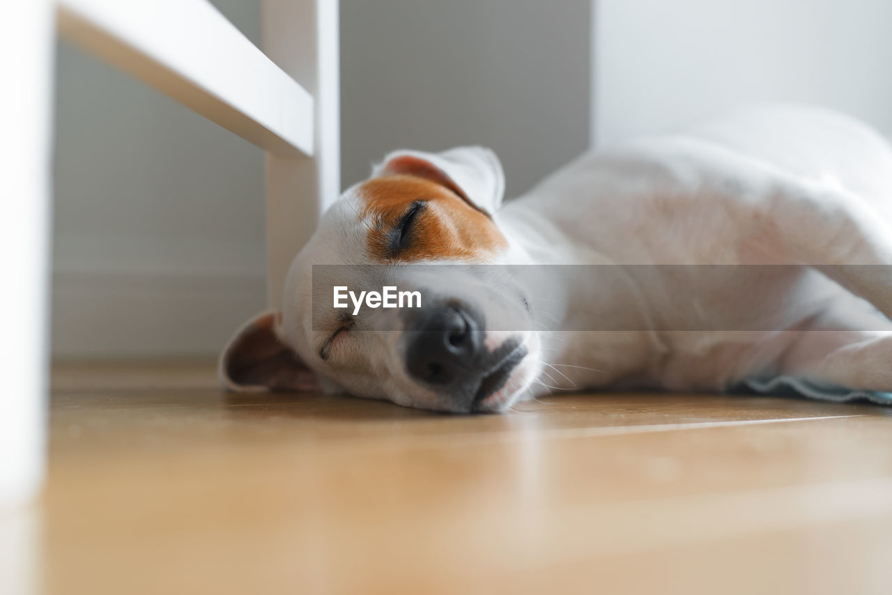 close-up of dog lying on hardwood floor at home