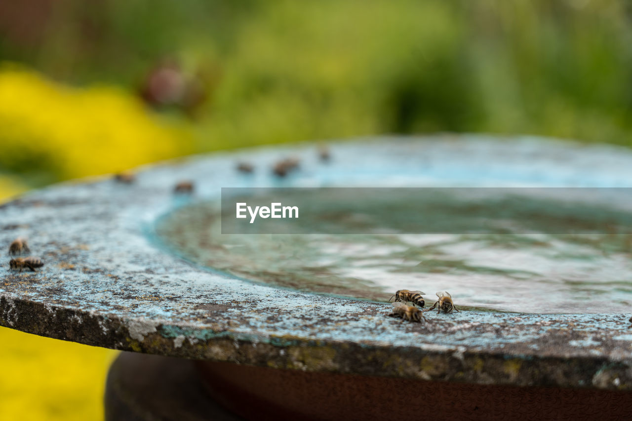 Close-up of drinking insect. bees drinking water at birdbath in a yellow flower garden on midday. 