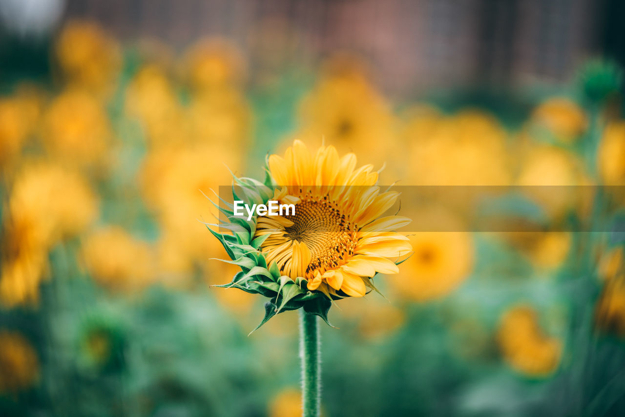 Close-up of yellow flowering plant on field