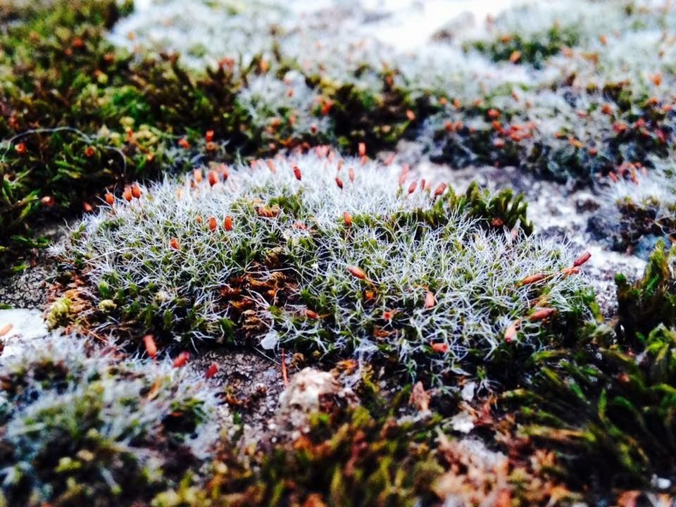 PLANTS GROWING ON FIELD