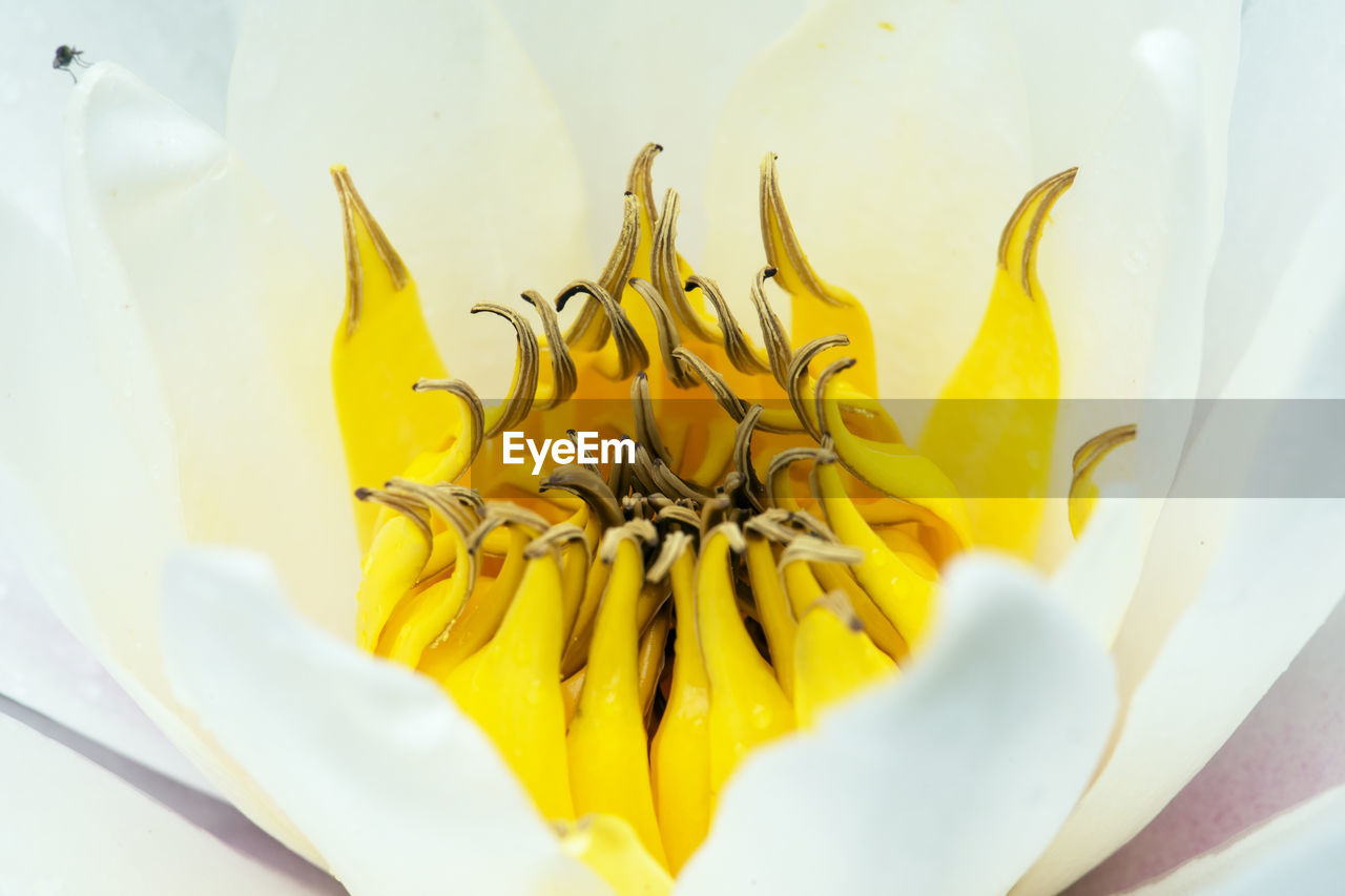 Abstraction. drying the stamens of the white water lily. photos in nature. the view from the top.