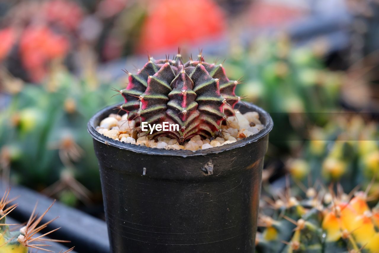CLOSE-UP OF POTTED PLANT