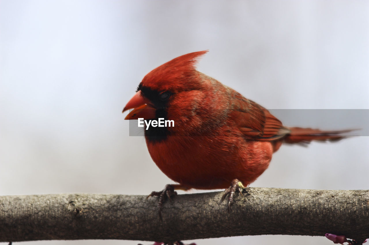 CLOSE-UP OF A BIRD